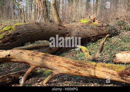 Auenwaldes im Frühjahr, Deutschland Stockfoto