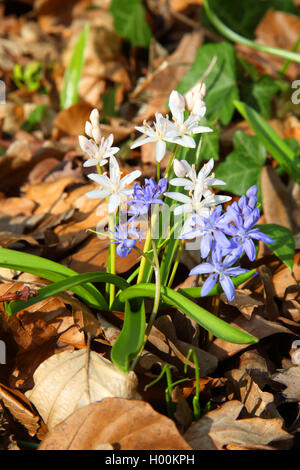 Twin-blatt Blausterne (Scilla bifolia), blühen Weiß und Blau, Deutschland Stockfoto