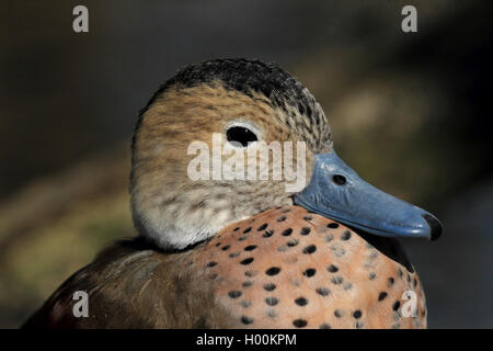 Argentinischen See Ente (Oxyura vittata), Weibliche, Porträt Stockfoto