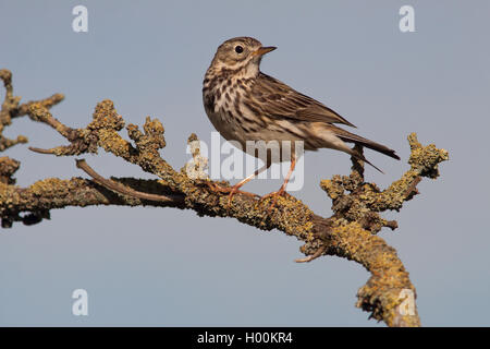 Wiesenpieper (Anthus pratensis), sitzt auf einem Ast, Deutschland, Schleswig-Holstein Stockfoto