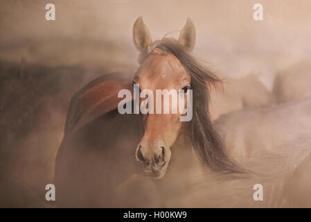 Braune Pferd Porträt im Staub Stockfoto