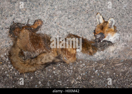 Roadkill, liegt ein Fuchs abgeflacht und getrockneten draußen auf der Straße. Stockfoto