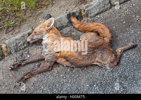 Roadkill, liegt ein Fuchs, abgeflacht und ausgetrocknet auf der Straße Fell und Körper noch intakt noch flach auf dem Rollfeld. Stockfoto