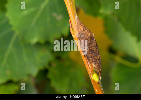 Gelbliche Kätzchen (Cerura bifida, Harpyia bifida, Harpyia hermelina, Furcula bifida), Puppe, Deutschland Stockfoto