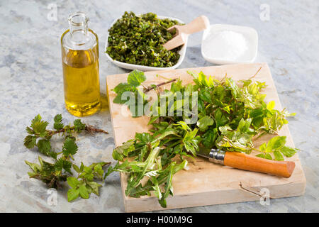 Ein pesto von Bischof ┤ s Unkraut, Holunder, Löwenzahn und Brennnessel, Deutschland Stockfoto