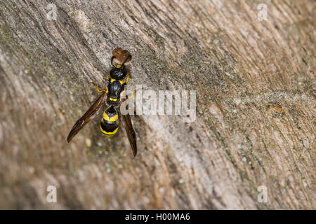 Potter Wasp (Symmorphus vgl. griech.), am Eingang des Nestes, Deutschland Stockfoto