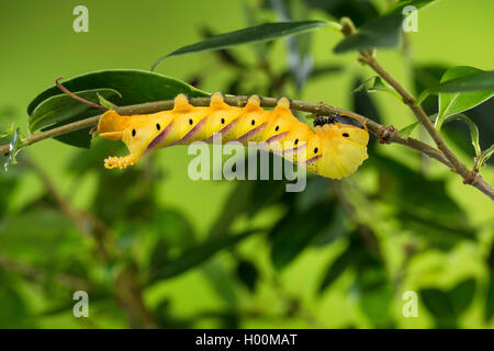 Totenschädel tabakschwärmer (Acherontia atropos), Caterpillar Feeds auf Liguster, Deutschland Stockfoto