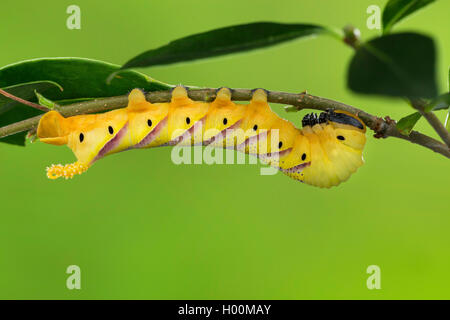 Totenschädel tabakschwärmer (Acherontia atropos), Caterpillar Feeds auf Liguster, Deutschland Stockfoto