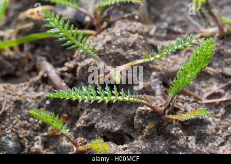 Schafgarbe, gemeinsame Schafgarbe (Achillea millefolium), Blätter, Deutschland Stockfoto