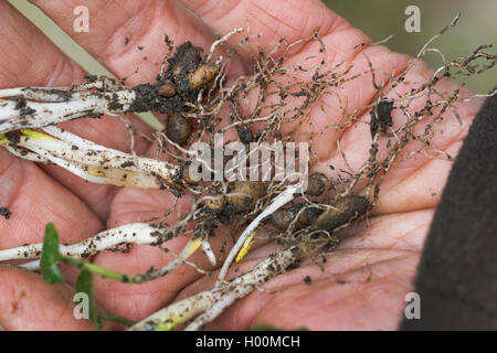 Scharbockskraut, Bild-root-butter-Cup (Ranunculus ficaria, Ficaria verna), Glühbirnen, Deutschland Stockfoto