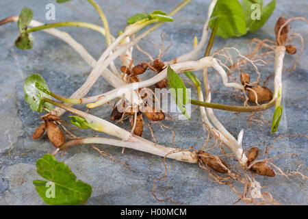 Scharbockskraut, Bild-root-butter-Cup (Ranunculus ficaria, Ficaria verna), Glühbirnen, Deutschland Stockfoto