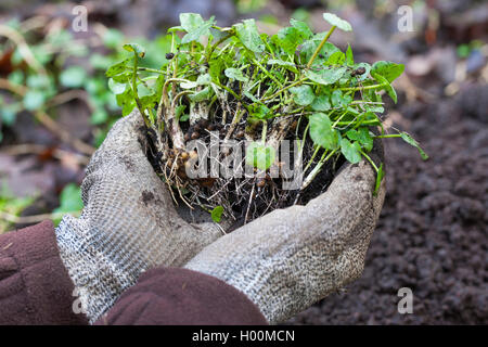 Scharbockskraut, Bild-root-butter-Cup (Ranunculus ficaria, Ficaria verna), Glühbirnen, Deutschland Stockfoto