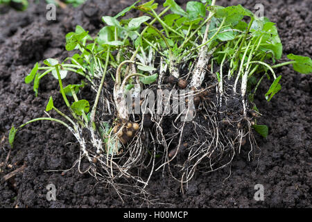 Scharbockskraut, Bild-root-butter-Cup (Ranunculus ficaria, Ficaria verna), Glühbirnen, Deutschland Stockfoto