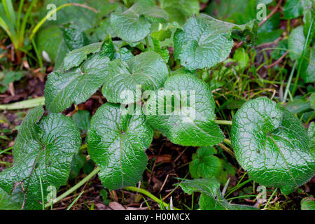 Ehrlichkeit, jährliche Ehrlichkeit (Lunaria annua), Blätter, Deutschland Stockfoto