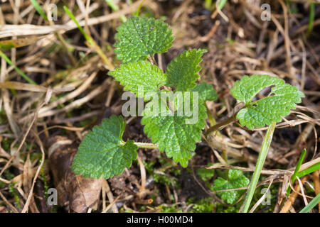 Weiß tot - Brennnessel, Weiß (deadnettle Lamium Album), Junge Blätter, Deutschland Stockfoto