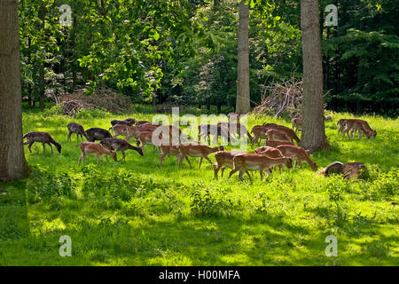 Damwild (Dama Dama, Cervus dama), Herde weiden auf einer Lichtung, Deutschland Stockfoto