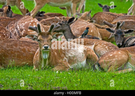 Damwild (Dama Dama, Cervus dama), Herde in einer Wiese, Deutschland Stockfoto