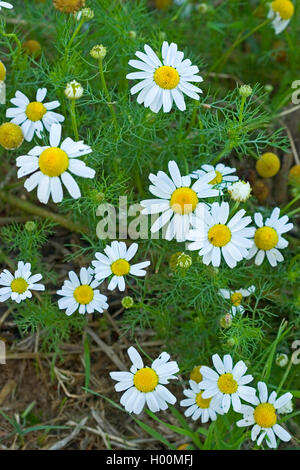 Corn chamomile (Anthemis arvensis), blühende, Deutschland Stockfoto