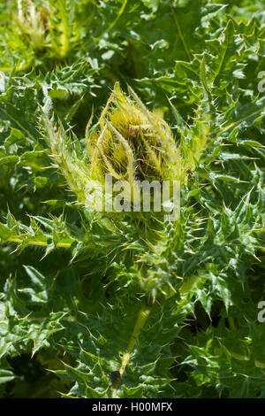 gelbe Distel (Cirsium Spinosissimum), blühen, Deutschland Stockfoto