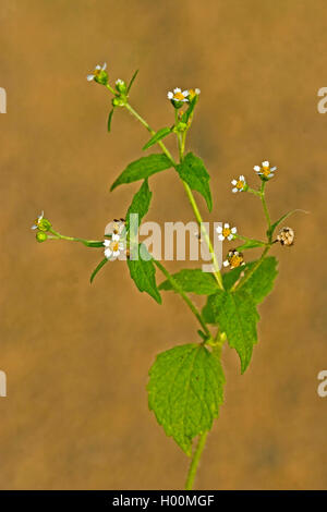 Shaggy Soldat, behaarte galinsoga (Galinsoga ciliata, Galinsoga quadriradiata), blühende, Deutschland Stockfoto