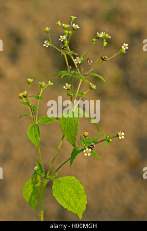 Shaggy Soldat, behaarte galinsoga (Galinsoga ciliata, Galinsoga quadriradiata), blühende, Deutschland Stockfoto