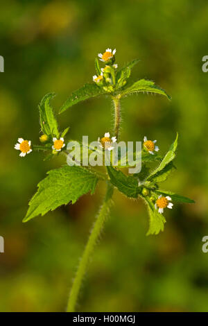 Shaggy Soldat, behaarte galinsoga (Galinsoga ciliata, Galinsoga quadriradiata), blühende, Deutschland Stockfoto