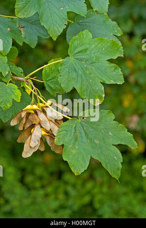 Bergahorn, tolle Ahorn (Acer pseudoplatanus), Zweig mit Früchten, Deutschland Stockfoto