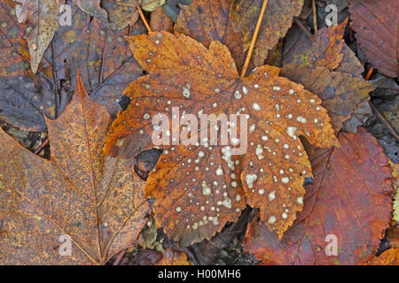 Bergahorn, tolle Ahorn (Acer pseudoplatanus), verwahrloste Herbst Blatt, Deutschland Stockfoto