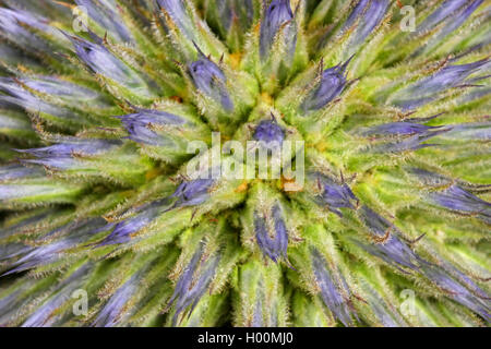 Große globethistle, große Kugel - Thistle, riesige Kugel Thistle (Echinops sphaerocephalus, Echinops major), blütenstand in der Knospe Stockfoto