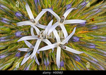 Große globethistle, große Kugel - Thistle, riesige Kugel Thistle (Echinops sphaerocephalus, Echinops major), Blumen Stockfoto