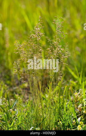 Schaf Schwingel, Schafe schwingel (Festuca ovina), blühende, Deutschland Stockfoto