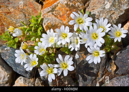 Single - Blume Vogelmiere (Cerastium uniflorum), blühende, Deutschland Stockfoto