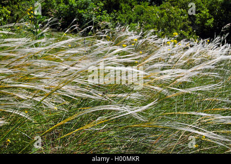 Feder Gras (Stipa pennata), blühende, Deutschland Stockfoto