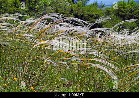 Feder Gras (Stipa pennata), blühende, Deutschland Stockfoto
