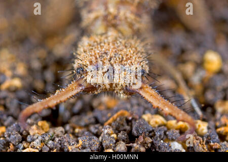 Europäische antlion (Euroleon nostras), Larve, Porträt, Deutschland Stockfoto