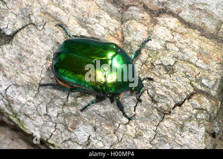 Große Goldene Rose Käfer (Protaetia aeruginosa, Potosia aeruginosa, Cetonischema aeruginosa), sitzt auf Rinde, Deutschland Stockfoto