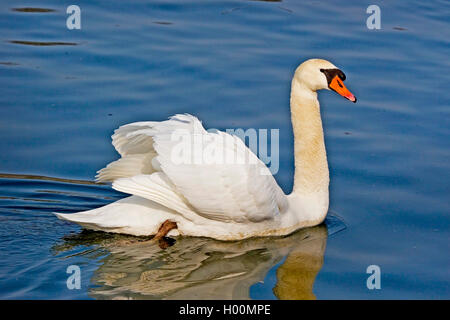 Höckerschwan (Cygnus olor), Schwimmen männliche, Seitenansicht, Deutschland Stockfoto