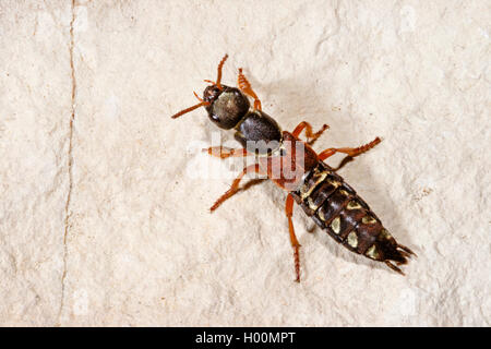 Imperial rove Beetle (Staphylinus caesareus), sitzt auf einem Stein, Deutschland Stockfoto