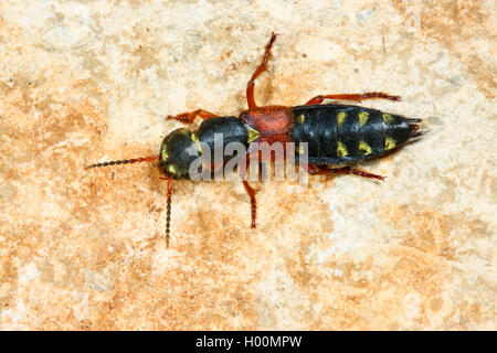 Imperial rove Beetle (Staphylinus caesareus), sitzt auf einem Stein, Deutschland Stockfoto