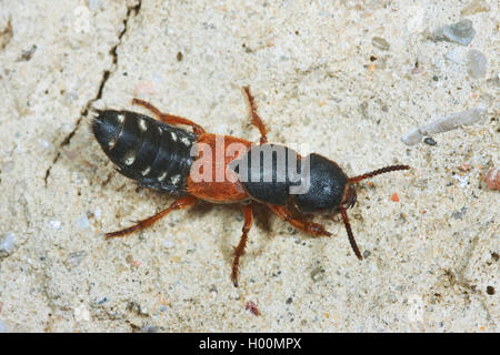 Imperial rove Beetle (Staphylinus caesareus), sitzt auf einem Stein, Deutschland Stockfoto