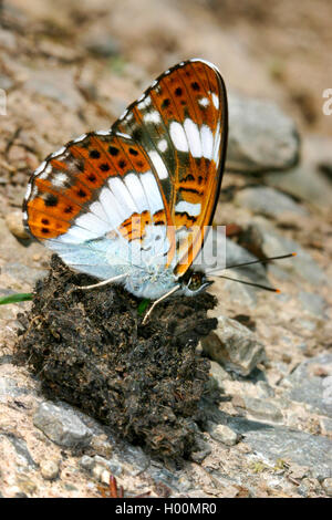 Eurasischen White Admiral, White Admiral (Ladoga Camilla, Neptis rivularis), auf dem Boden, Deutschland Stockfoto