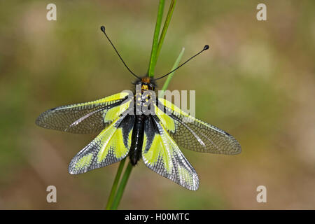 Owly Schwefel (Libelloides coccajus, Libelloides coccaius, Ascalaphus libelluloides), an einen Stiel, Deutschland Stockfoto