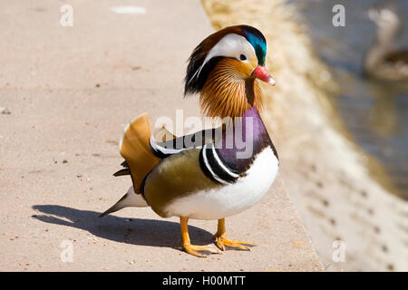 Mandarinente (Aix Galericulata), Männlich, Deutschland Stockfoto