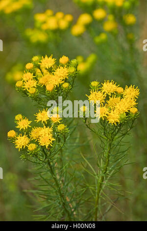 Goldlöckchen Aster (Aster linosyris, Galatella linosyris, Crinitaria linosyris), blühende, Deutschland Stockfoto