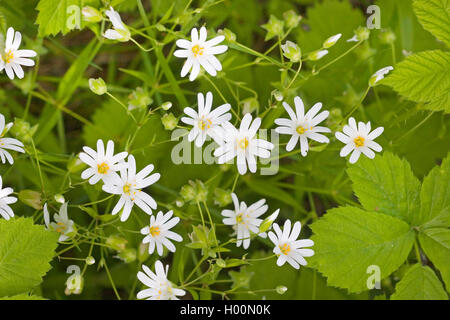 Easterbell Hahnenfußgewächse, größere Stitchwort (Stellaria Holostea), blühen, Deutschland Stockfoto