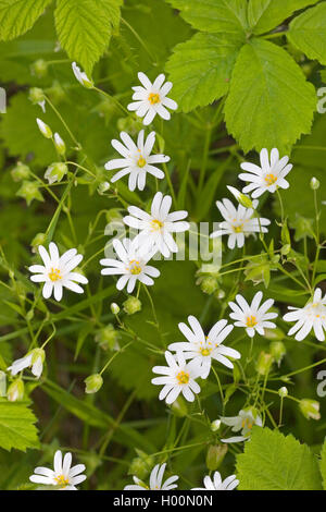 Easterbell Hahnenfußgewächse, größere Stitchwort (Stellaria Holostea), blühen, Deutschland Stockfoto