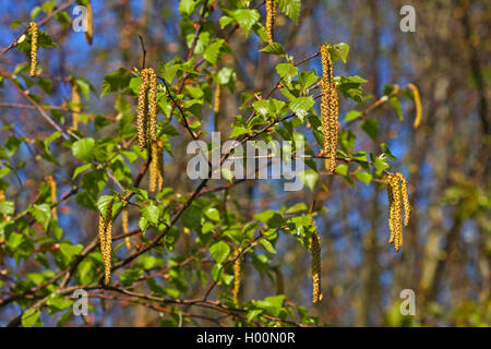Gemeinsame Birke, Silver Birch, weiße Birke, Birke (Betula pendula, Betula Alba), Zweig mit blühende Palmkätzchen, Deutschland Stockfoto