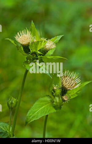 Kohl Distel (Cirsium Oleraceum), blühen, Deutschland Stockfoto