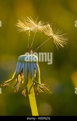 Gemeinsame Löwenzahn (Taraxacum officinale), letzte Früchte auf einem infructescence, Deutschland Stockfoto