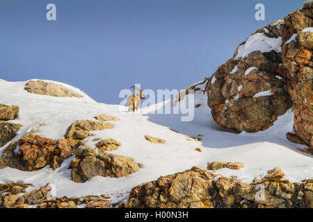 Alpensteinbock (Capra ibex, Capra ibex Ibex), stehend in die Berge auf einer schneebedeckten Rocky Ridge, Schweiz, Graubünden, Engadin Stockfoto